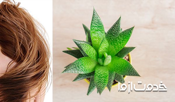 نکات مهم در استفاده از آلوئه ورا برای موی سر