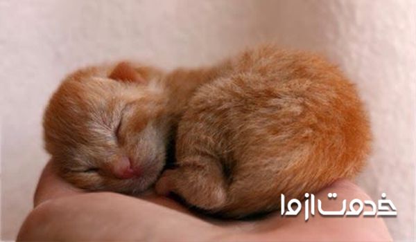 زمان جدایی بچه گربه از مادر