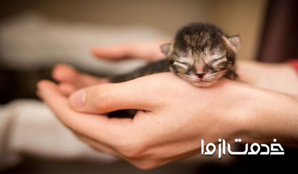اقدامات لازم برای نگهداری از بچه گربه