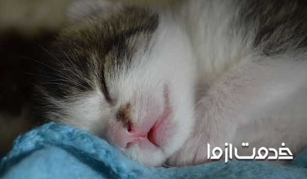 نحوه نگهداری از بچه گربه در سنین مختلف