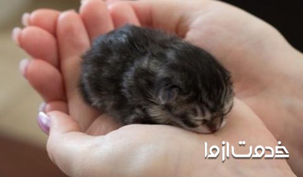 نحوه نگهداری از بچه گربه - تشخیص سن گربه