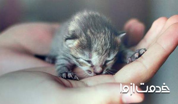 یک بچه گربه در هفت تا چهارده روزه گی چه ویژگی دارد؟