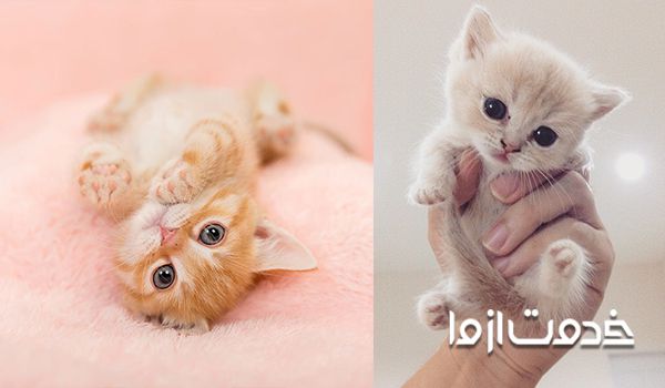 مراحل  و اوصول نگهداری از بچه گربه