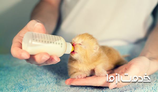 نگهداری از بچه گربه - توجه به تغذیه بچه گربه