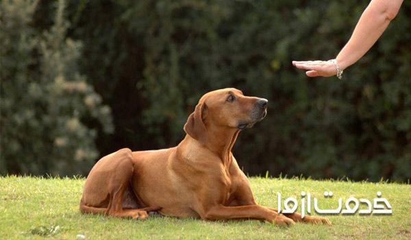 چگونه با سگ بازی کنیم؟