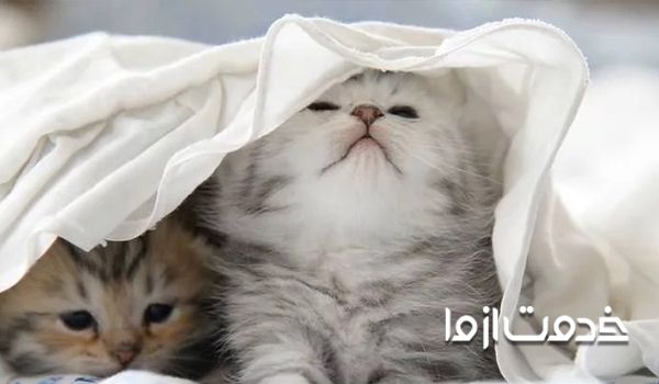 آموکسی سیلین برای درمان سراخوردگی گربه 