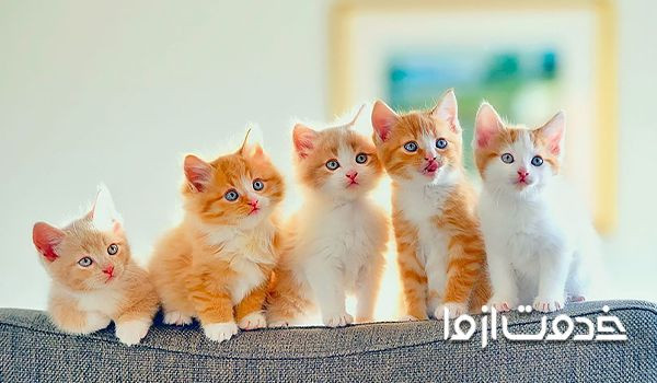 چه گربه‌هایی در معرض ابتلا به سرما خوردگی قرار دارند؟