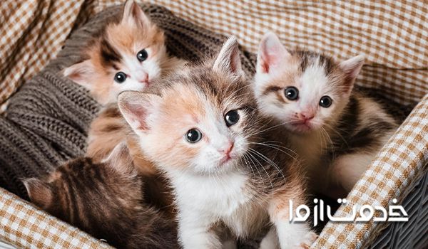 انتقال سرما خوردگی در گربه به چه صورت است؟