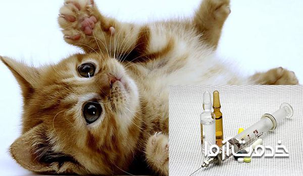 راهکارهایی برای جلوگیری از سرما خوردگی گربه