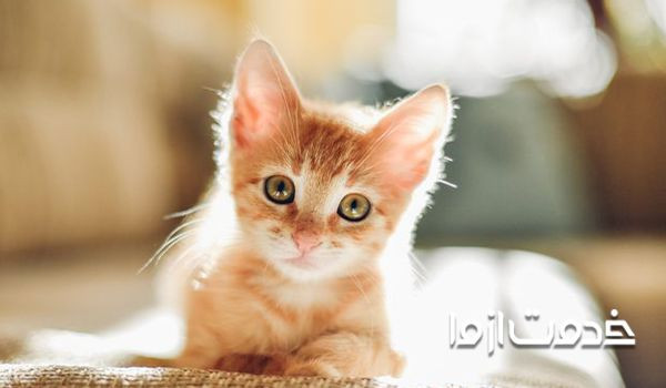 چند پیشنهاد برای پیشگیری و درمان سرماخوردگی گربه