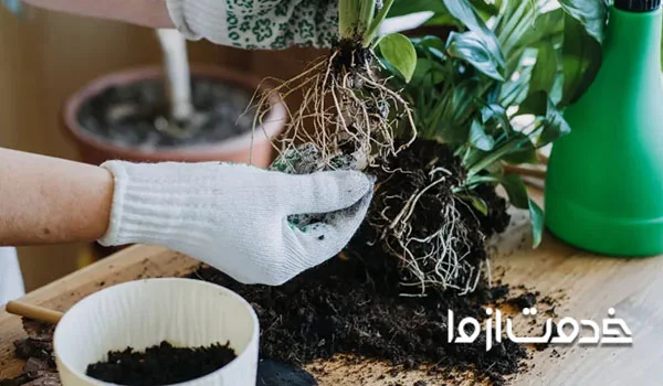 خارج کردن گل از خاک