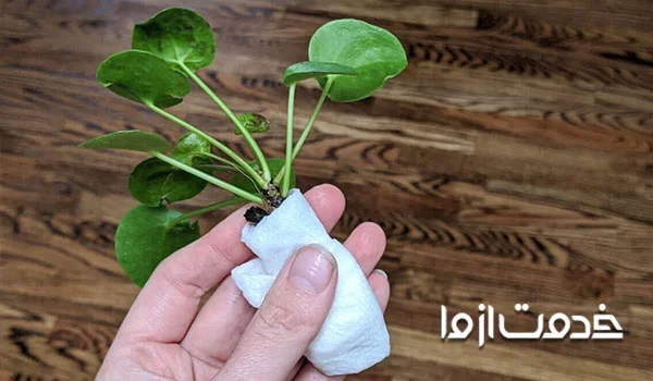 پیچیدن دور ریشه با دستمال کاغذی