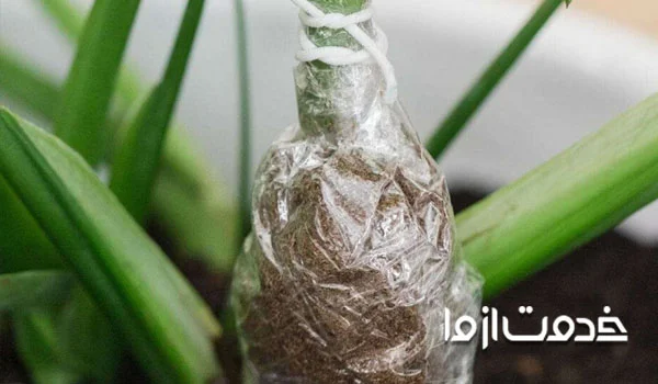 پیچیدن پلاستیک دور ریشه گیاه