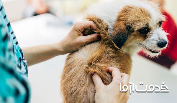 شپش خانگی حیوانات و نحوه از بین بردن آن