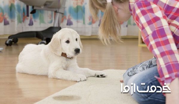 قدامات لازم برای از بین بردن شپش حیوانات خانگی