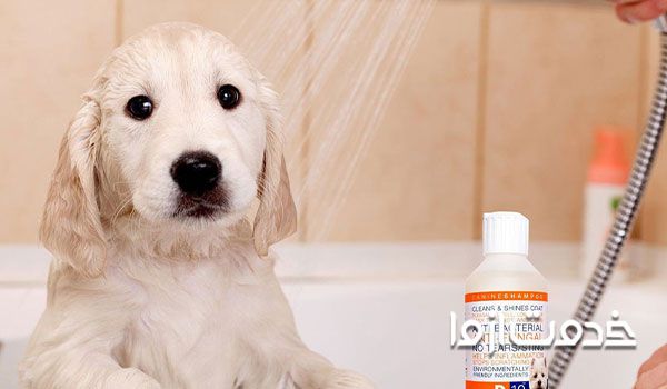 حمام ضد شپش برای رفع شپش حیوانات خانگی