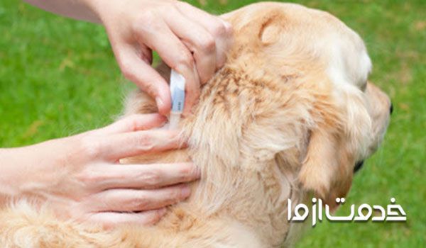 انتقال شپش گربه به انسان - عکس شپش حیوانات