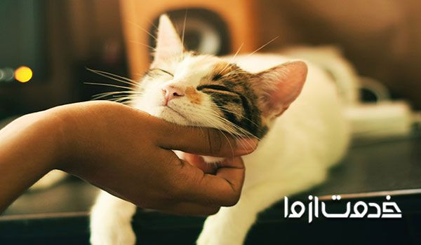 آیا شپش گربه به انسان منتقل می شود؟