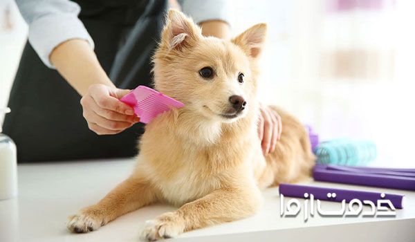 نکات مهم در هنگام مواجه با شپش حیوانات خانگی