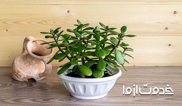 گل یشم چیست