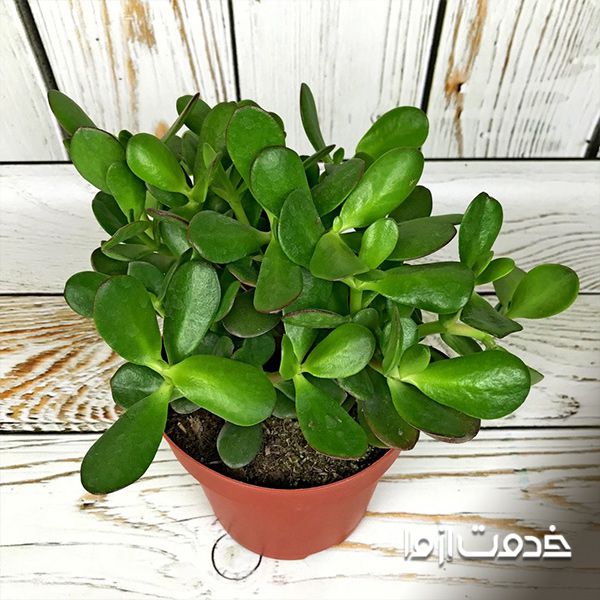 شرایط نگهداری گل یشم