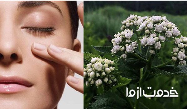 روغن گنه گنه تنظیم کننده چربی پوست