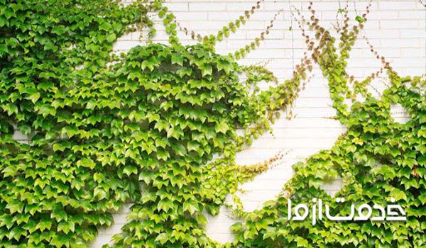 گرین وال کابلی