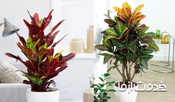 تکثیر گل کروتون