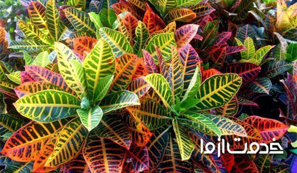 انواع گل کروتون