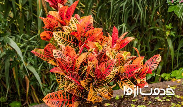 گل دادن گیاه کروتون