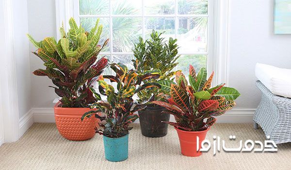 روش تکثیر کروتون لکه طلا