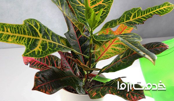 افتادگی برگ کروتون