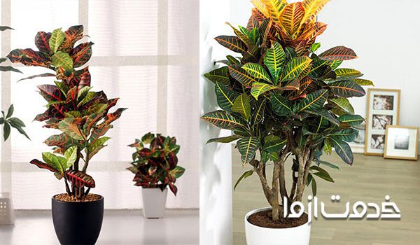 قیمت گل کروتون