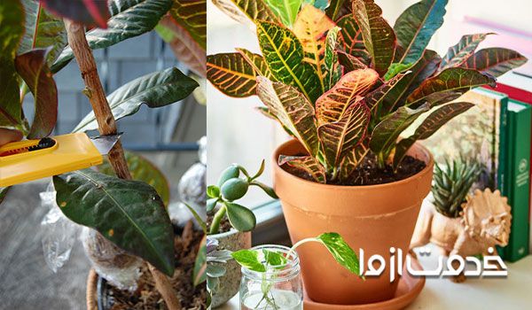 تکثیر گل کروتون