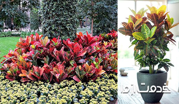 کروتون لکه قرمز