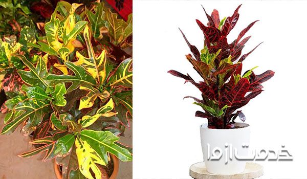 گل کروتون سرنیزه ای