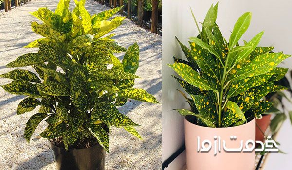 کروتون آکوبا