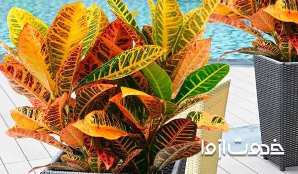 تکثیر کروتون پرتقالی