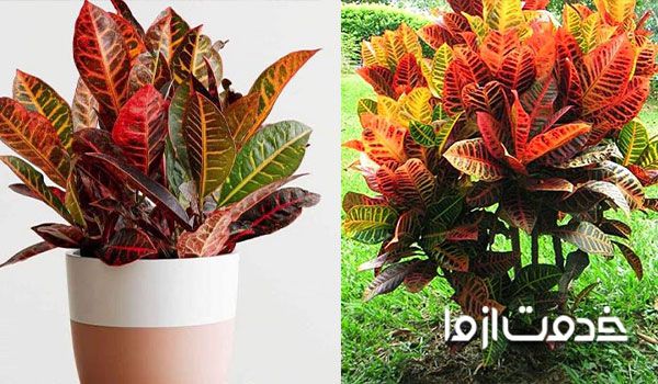 علت ریزش برگ گل کروتون