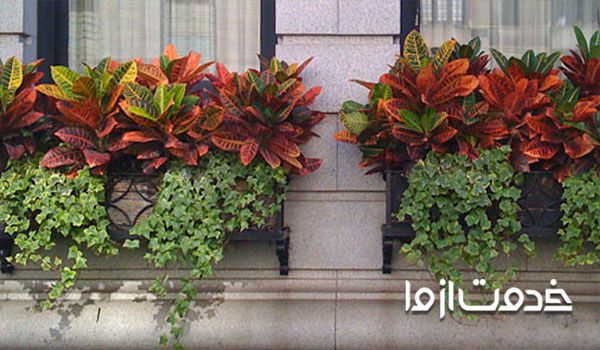 نحوه قلمه زدن کروتون پنجه کلاغی