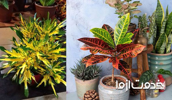 شرایط نگهداری گیاه کروتن