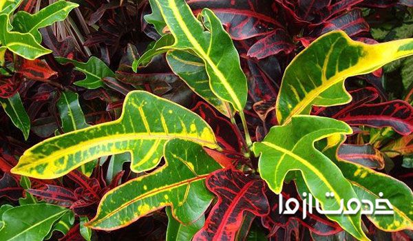 قیمت گل کروتون پنجه کلاغی