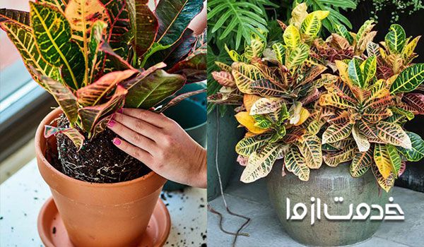 کود مناسب کروتون