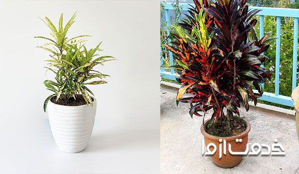 علت برگ ریزی گیاه کروتون رشته ای