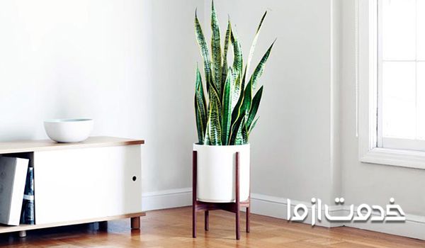 چیدمان گل در خانه با پایه‌های چوبی