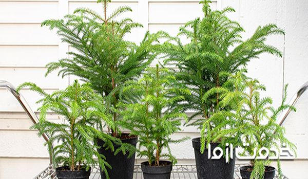 اصول نگهداری کاج مطبق در منزل