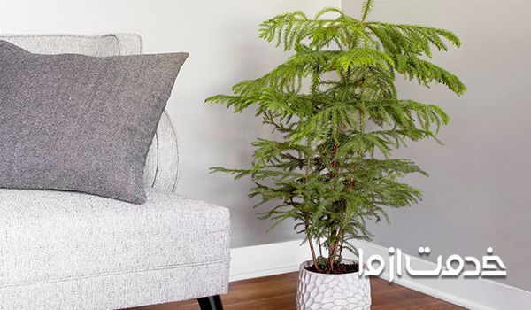 بهترین نکات و روش نگهداری کاج مطبق