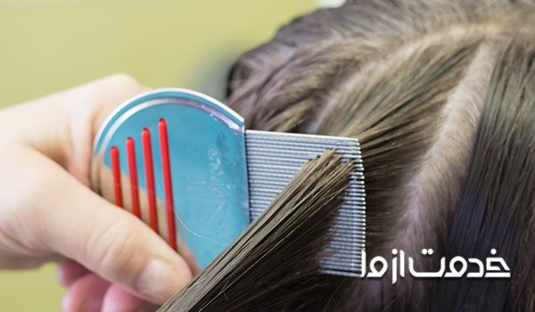 چگونه شپش را از خانه ریشه کن کنیم