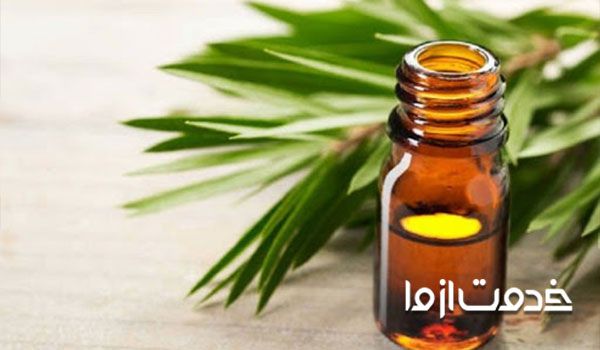 پاکسازی شپش با روغن درخت چای