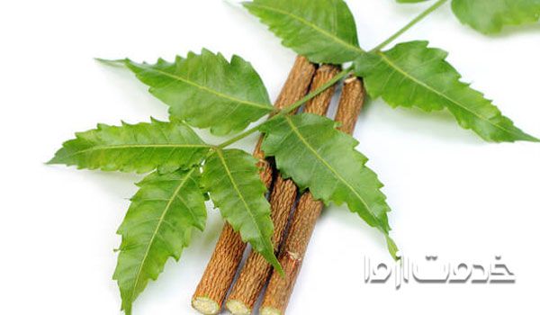 یاس بنفش هندی (نیم) و پاکسازی شپش